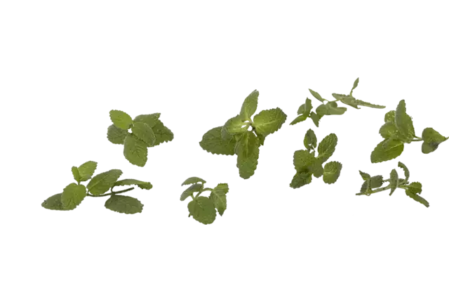 Pineapple mint spicy 20gr piece